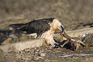 Carrion Prints: Lammergeier (Gypaetus barbatus) adult, feeding on carrion, Aren, Pyrenees, Spain, january