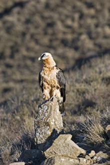 Lammergeier (Gypaetus barbatus) adult, standing on rock, Aren, Pyrenees, Spain, january