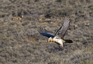 Pyrenean Prints: Lammergeier (Gypaetus barbatus) adult