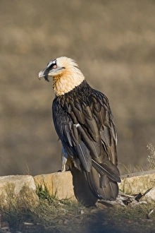 Lammergeier (Gypaetus barbatus) adult, standing on rock, Aren, Pyrenees, Spain, january