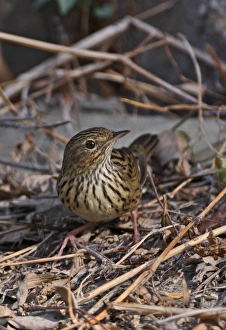 Song Bird Prints: Lanceolated Warbler (Locustella lanceolata) adult