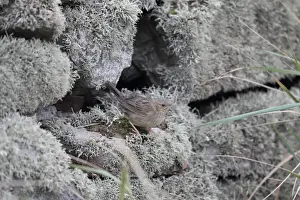 Stone Prints: Lanceolated Warbler (Locustella lanceolata) vagrant