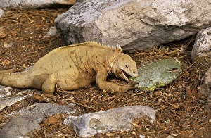 Cacti Prints: Land Iguana (Conolophus subcristatus) adult