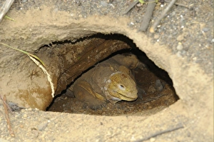 Land Iguana (Conolophus subcristatus) adult, resting in burrow, Galapagos Islands