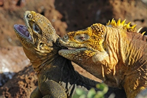 Mating Prints: Land Iguana (Conolophus subcristatus) adult pair