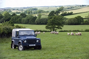 Cars Prints: Land Rover in pasture with sheep flock, Devon, England, may