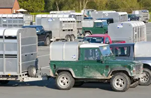 Cars Prints: Land Rover and various other 4x4 vehicles and livestock trailers at livestock market