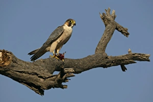 Lanner Falcon (Falco biarmicus) adult, feeding on prey in talons, perched on branch, Ethiopia