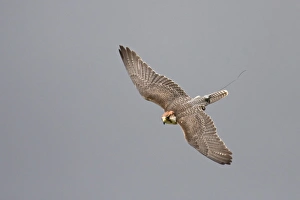 Radio Prints: Lanner Falcon (Falco biarmicus) adult, in flight, with telemetry transmitter, captive