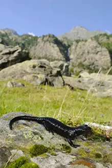 Salamanders Prints: Lanza's Alpine Salamander (Salamandra lanzai) adult
