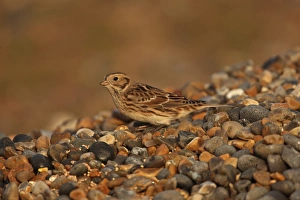 Shingle Prints: Lapland Bunting (Calcarius lapponicus) adult