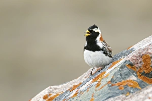 Lapland Bunting (Calcarius lapponicus) adult male, breeding plumage, calling, standing on rock, Nunavut, Canada, July