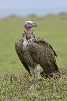 Lappet-faced Vulture (Torgos tracheliotus) adult, standing on ground, Masai Mara, Kenya