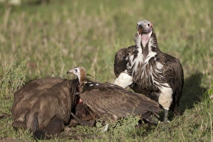 Serengeti Prints: Lappet-faced Vulture (Torgos tracheliotus) adult
