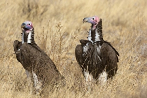 Grasslands Prints: Lappet-faced Vulture (Torgos tracheliotus) two adults