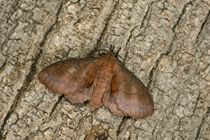 Oxfordshire Prints: Lappet Moth (Gastropacha quercifolia) adult