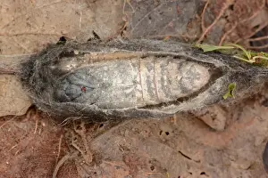 Lappet Moth (Gastropacha quercifolia) cocoon opened to show pupa, Oxfordshire, England, June