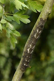Oxfordshire Prints: Lappet Moth (Gastropacha quercifolia) full grown larva