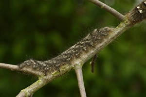 Lappet Moth (Gastropacha quercifolia) full grown larva, on hawthorn twig, Oxfordshire, England, May