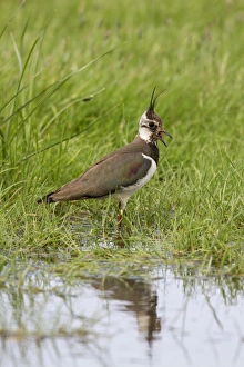 Wader Prints: Lapwing calling, adult summer plumage. Deepdale Marsh Norfolk