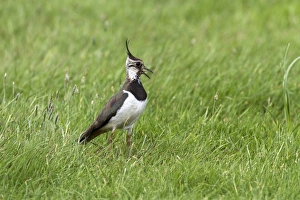 Lapwing calling, adult summer plumage. Deepdale Marsh Norfolk