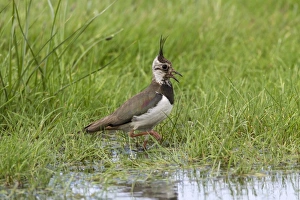 Lapwing calling, adult summer plumage. Deepdale Marsh Norfolk