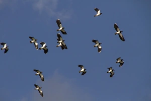Vanellus Prints: Lapwing flock on autumn migration
