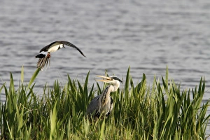 Grey Prints: Lapwing mobbing a grey heron which is near its nest