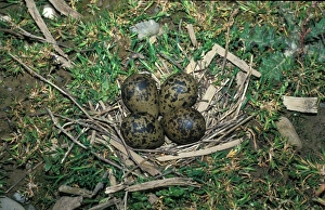 Lap Wing Prints: Lapwing (Vanellus vanellus) Nest with eggs