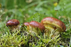 Body Prints: Larch Bolete (Suillus grevillei) fresh fruiting bodies