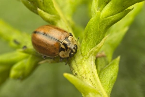Ladybird Prints: Larch Ladybird (Aphidecta obliterata) adult