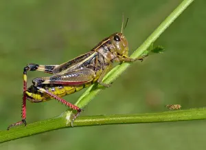 Grasshopper Prints: Large Banded Grasshopper (Arcyptera fusca) adult female