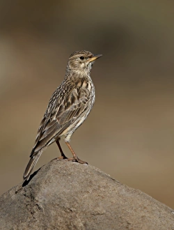 Drakensberg Prints: Large-billed Lark (Galerida magnirostris) adult