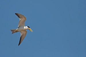 Terns Prints: Large-billed Tern (Phaetusa simplex) adult