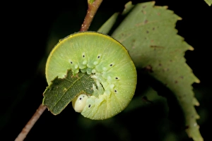 Leaves Prints: Large Birch Sawfly (Cimbex femoratus) larva, feeding on birch leaf, Norfolk, England, July