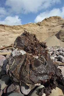 Environmental Prints: Large blob of grease washed up on beach