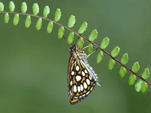 Fern Prints: Large Chequered Skipper (Heteropterus morpheus) adult