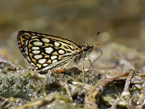 Large Chequered Skipper (Heteropterus morpheus) adult female, drinking minerals from rotten vegetation