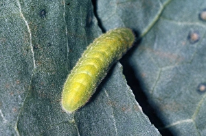 Coppers Prints: Large Copper (Lycaena dispar) larva