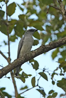 Black Throated Prints: Large Cuckoo-shrike (Coracina macei layardi) endemic race