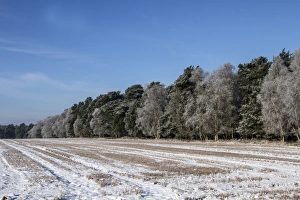 Wintry Prints: This large field next to Knettishall Heath