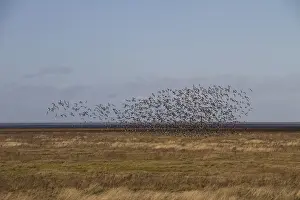 North Prints: Large flock of Dark bellied Brent Geese on the North Norfolk coast near the Wash