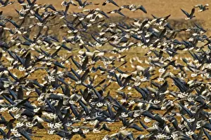 Geese Prints: A large flock of Pink Footed Geese take flight from a sugar beet field