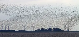 Knot Prints: Large flock of wintering Knot fly above their roosting grounds at Snettisham with wind power turbine behind
