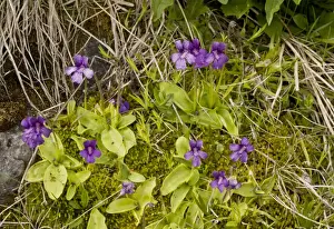 Pyrenean Prints: Large-flowered Butterwort (Pinguicula grandiflora) flowering