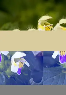 Rumania Prints: Large-flowered Hemp-nettle (Galeopsis speciosa) close-up of flowers