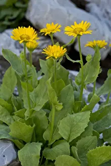 : Large-flowered Leopards Bane (Doronicum grandiflorum) flowering