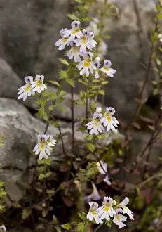 Vercors Prints: Large-flowered Sticky Eyebright (Euphrasia rostkoviana) flowering