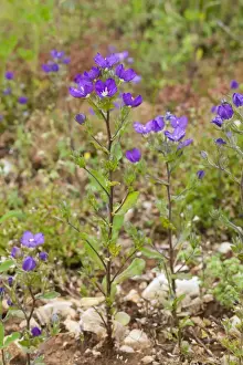 Plateau Prints: Large-flowered Venuss Looking Glass (Legousia speculum-veneris) flowering
