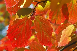 Gloucestershire Prints: Large Fothergilla (Fothergilla major) close-up of leaves in autumn colour